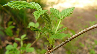 green leaf plant with green leaf, macro