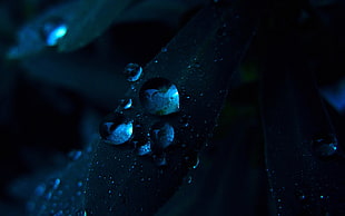 close-up photo of dew drops, nature, water drops, plants, macro HD wallpaper