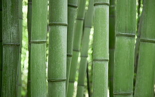 brown bamboo trees, bamboo