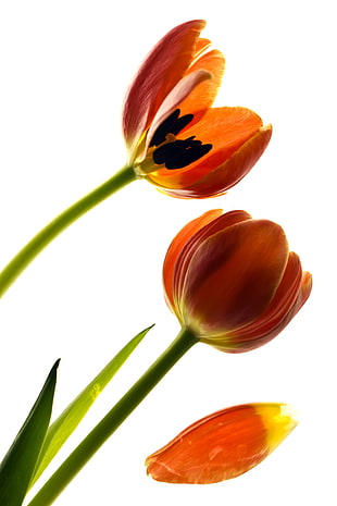 three orange Tulips HD wallpaper