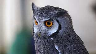 close up photo of gray owl HD wallpaper