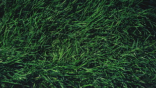 green grass, grass