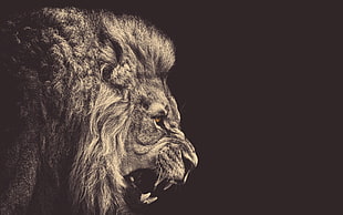 grayscale photo of lion, lion, animals