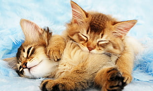 two brown kittens, kittens, cat, animals, sleeping HD wallpaper