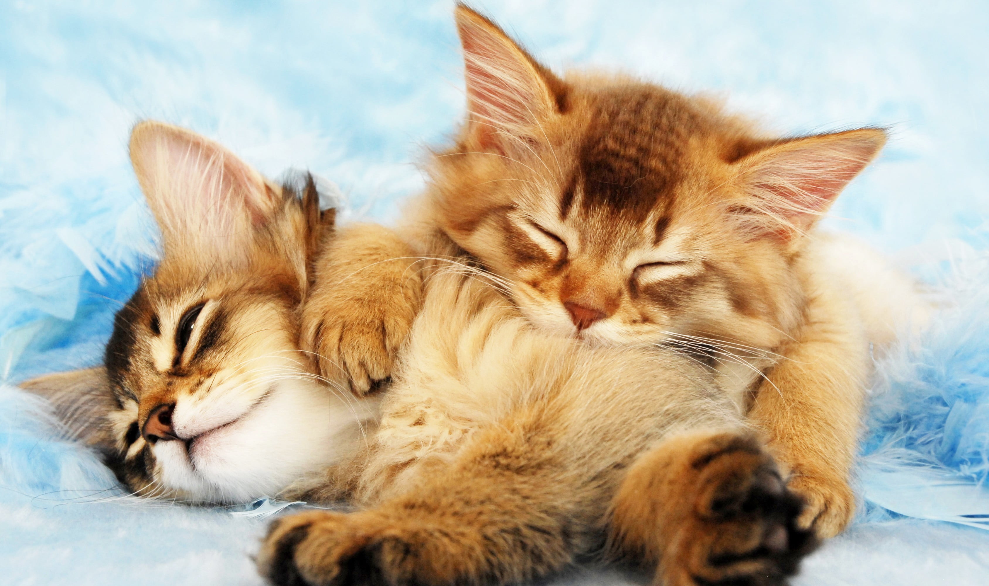 Пару милых кисок. Нежные котята. Котики обнимаются. Спящие котята.