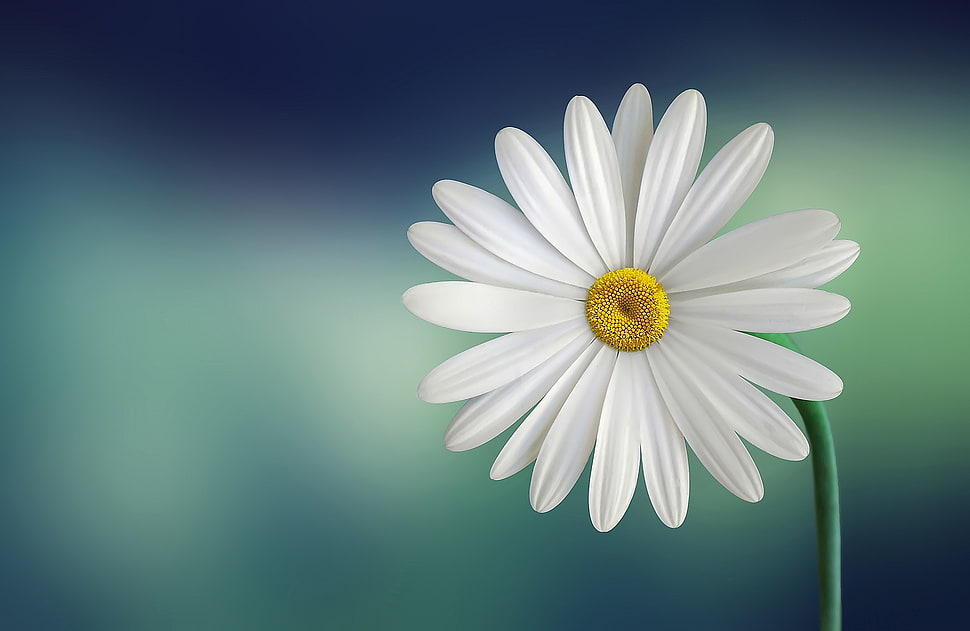 White and Yellow Flower With Green Stems HD wallpaper