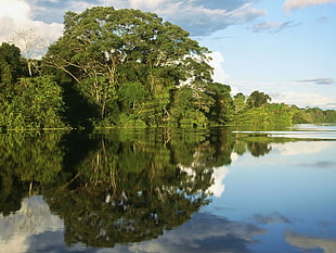 body of water near green forest during daytime