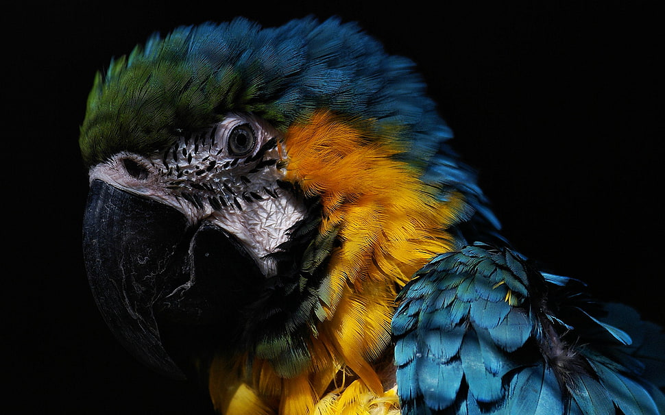 green, blue, and yellow macau bird HD wallpaper