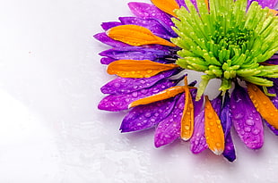 purple, orange and green petals flower