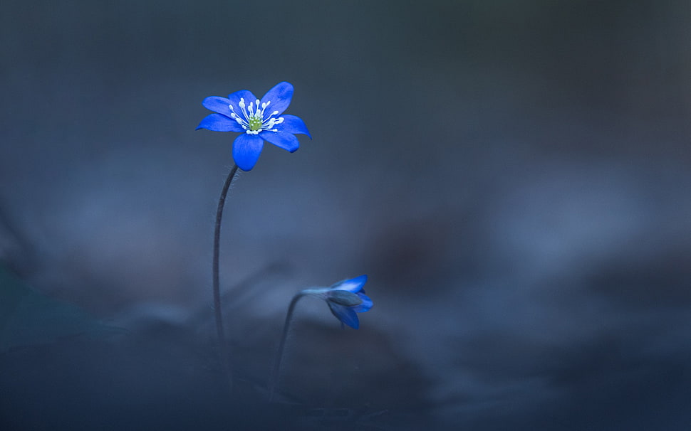 two blue flowers selective focal photo HD wallpaper
