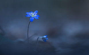 two blue flowers selective focal photo HD wallpaper