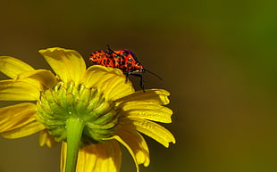 shallow photograph of a red and black bug on top of a sunflower