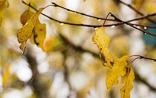 dried yellow leaves during daytime HD wallpaper