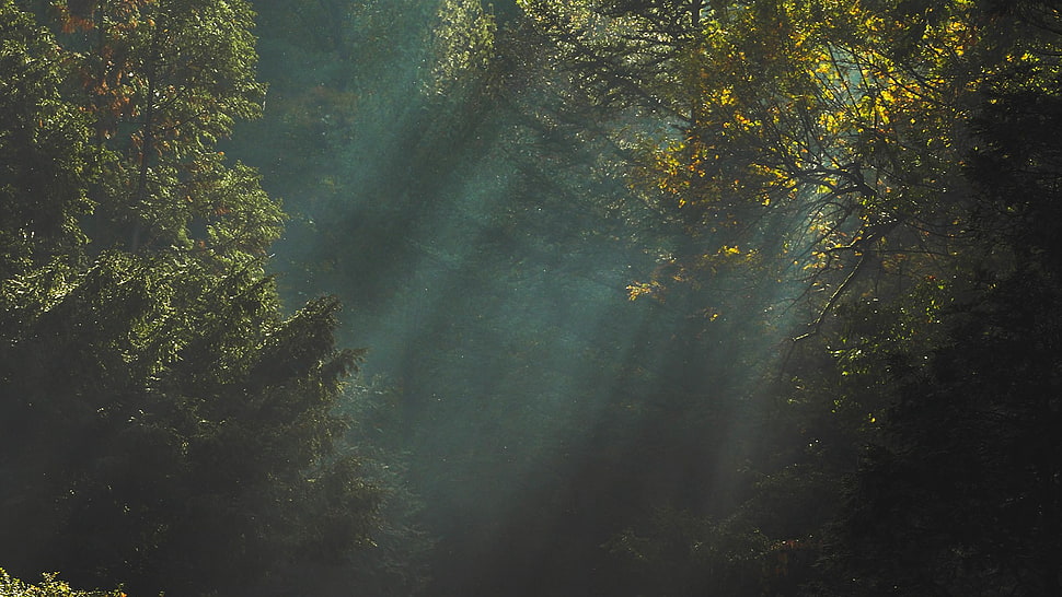 green leafed tree, trees, sunlight, dark, nature HD wallpaper