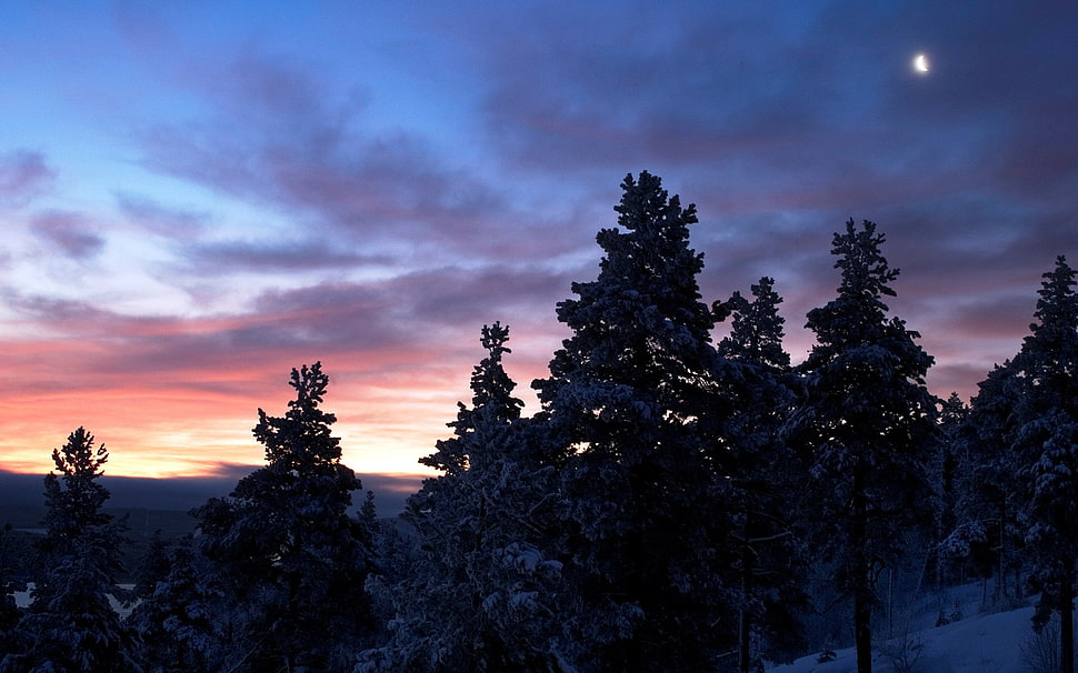 pine trees during sunrise HD wallpaper