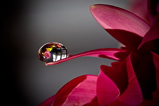 macro photography of pink flower with water drop