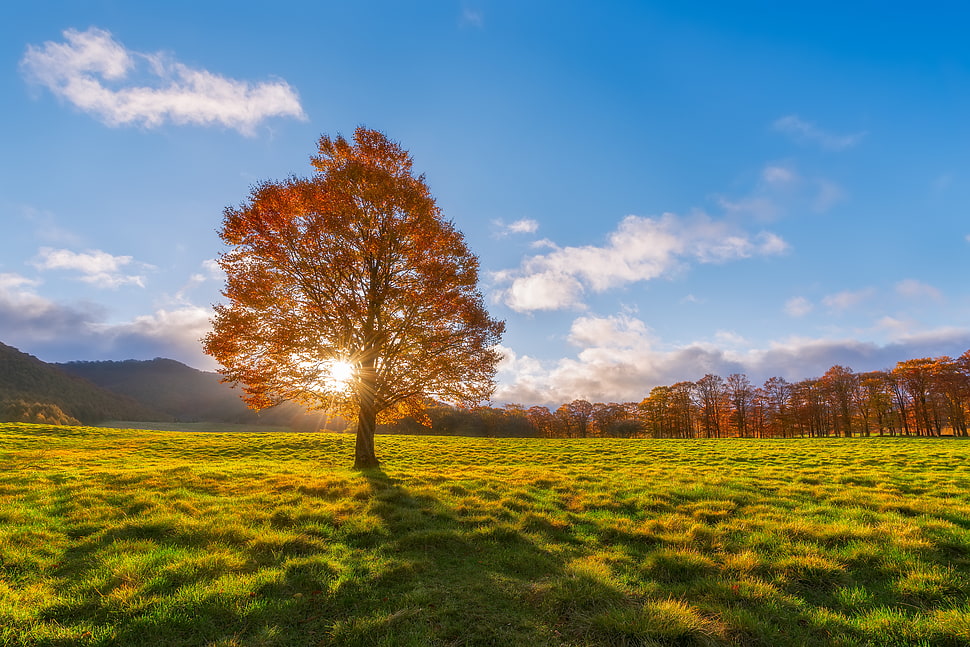 red leaves tree photography during daytime HD wallpaper