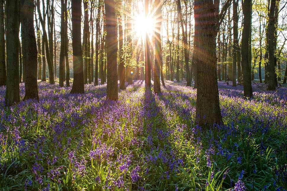 Lavender Field under trees during daytime HD wallpaper