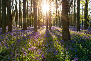 Lavender Field under trees during daytime