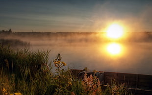 panoramic photo of green leaf grasses in front of lake during golden hour