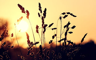 wheat plant silhouette on sunset