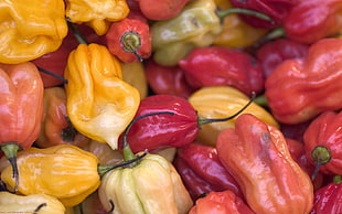 red, yellow and green pepper HD wallpaper
