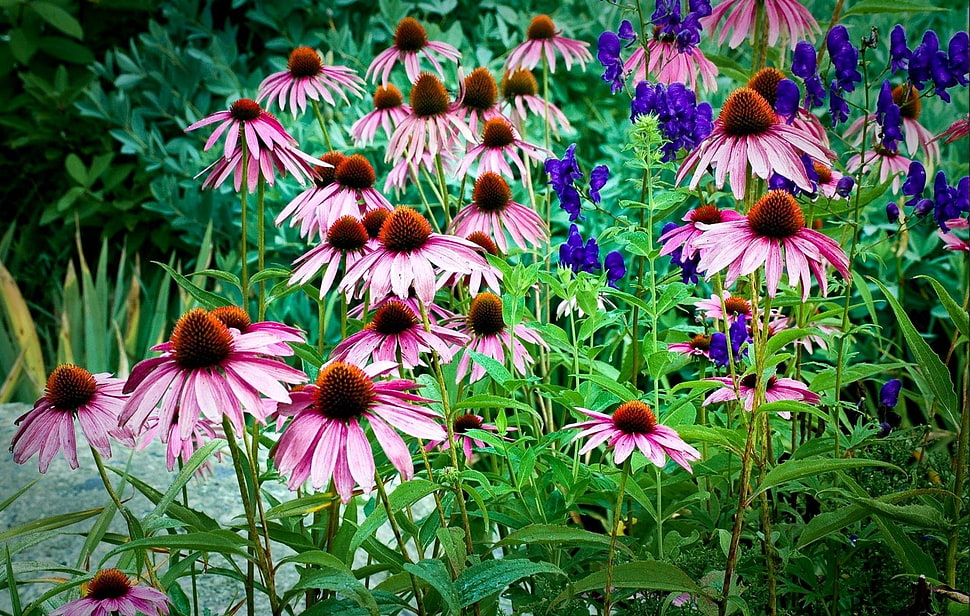 pink petal flowers during daytime HD wallpaper