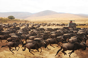 wildebeest herd painting HD wallpaper