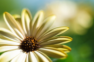 yellow and brown Sunflower photography during day time, daisy flower HD wallpaper