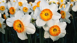 white flower field, nature, flowers, daffodils, white flowers HD wallpaper