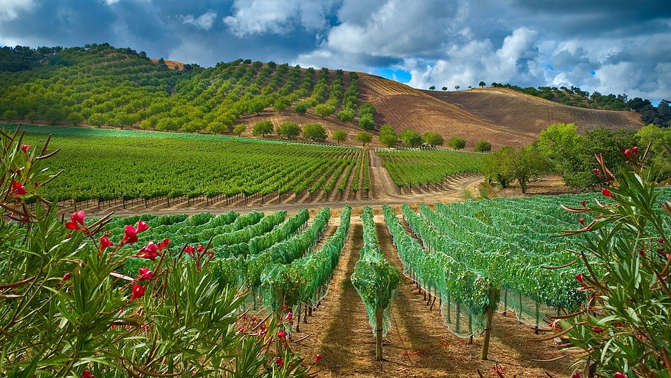 green leaves plants horizon HD wallpaper