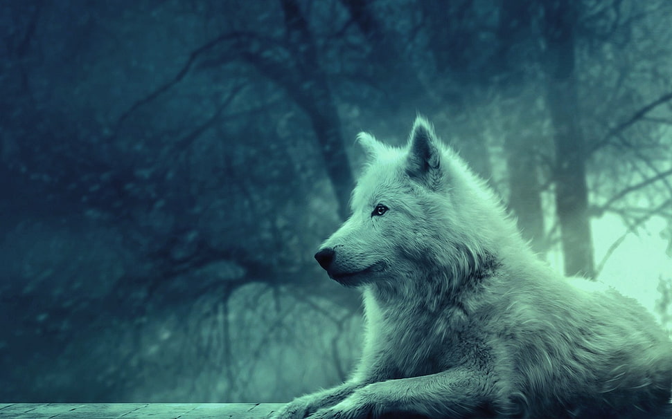 white wolf during daytime HD wallpaper