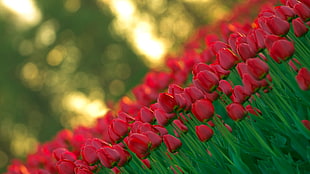 selective focus photography of bed of red tulips