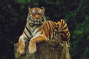 bengal tiger, Amur tiger, Tiger, Predator