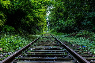 train rail in between trees