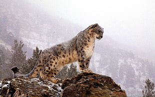 mountain lion on brown rock at daytime