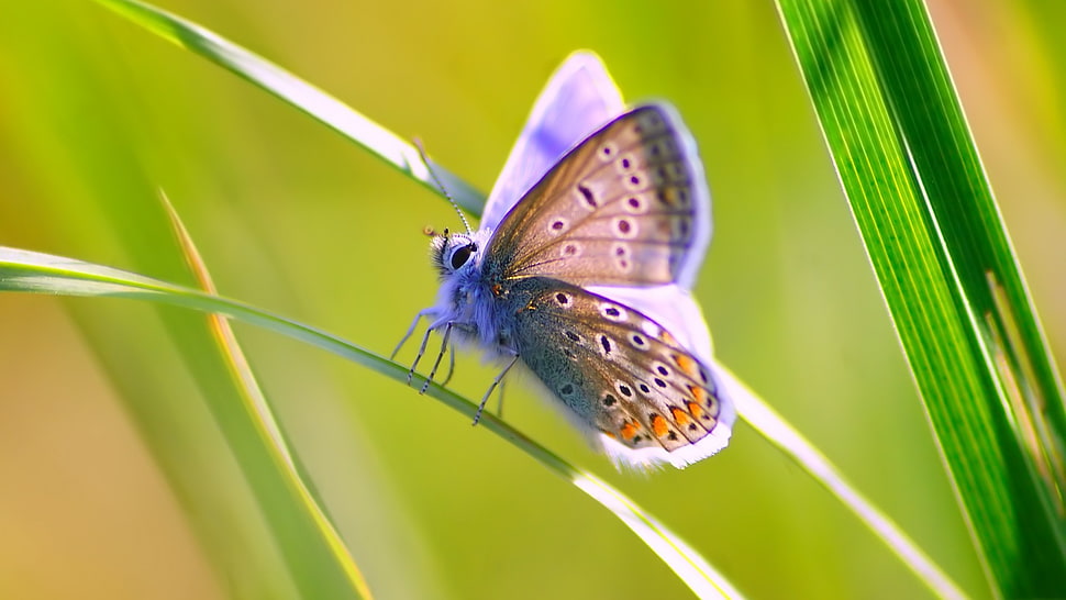 common blue butterfly, butterfly HD wallpaper