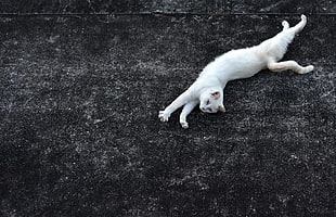 white cat, animals, cat