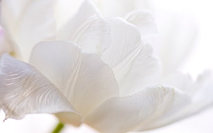 closeup photography of white flower HD wallpaper