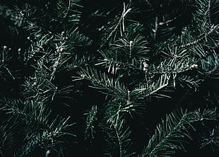 Spruce,  Branches,  Spines HD wallpaper