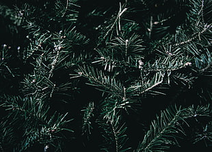 Spruce,  Branches,  Spines