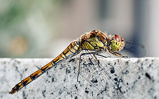 brown skimmer dragonfly in closeup photography