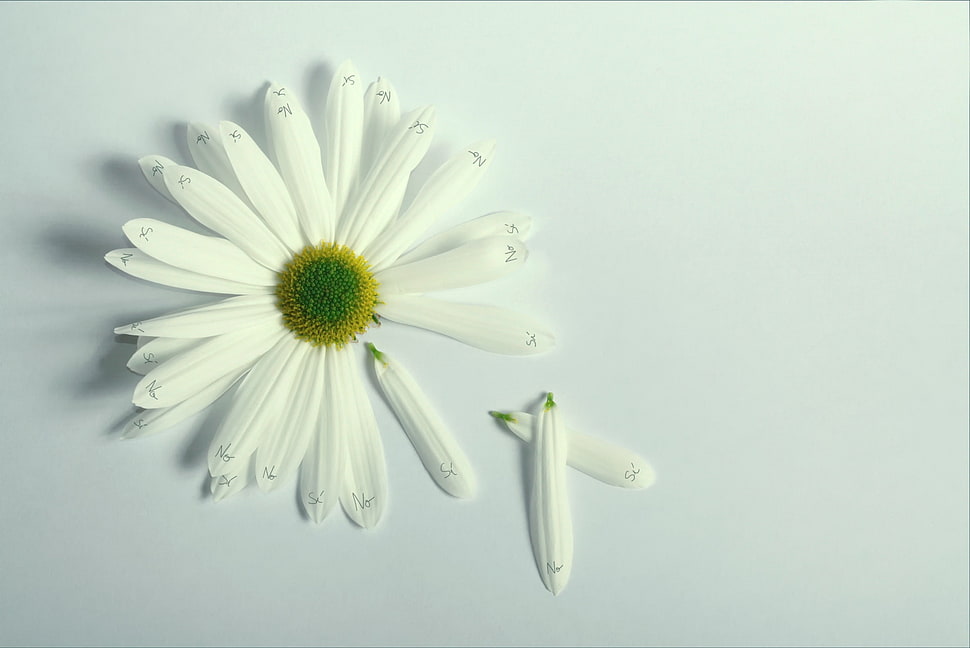 white daisy, flowers HD wallpaper