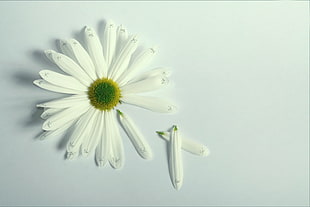 white daisy, flowers