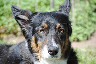 adult short-coated black and tan dog