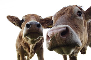 two brown cows, animals, cow HD wallpaper