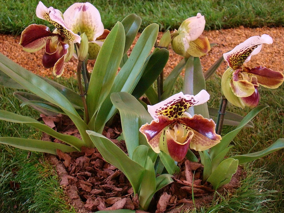 white and maroon orchidd HD wallpaper