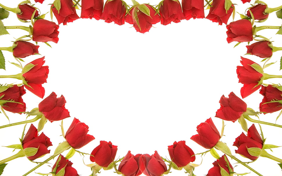 illustration of red roses HD wallpaper