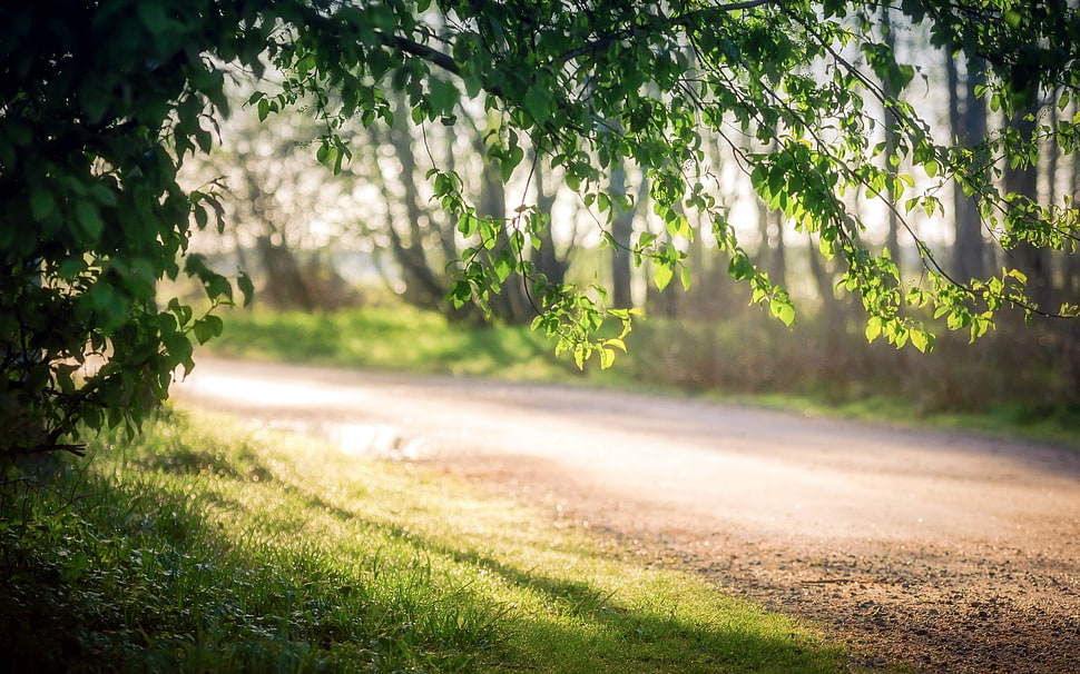 green leafed tree and brown road, depth of field, trees, road, grass HD wallpaper
