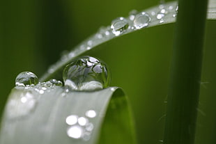 dew drop on green leaf closeup photography